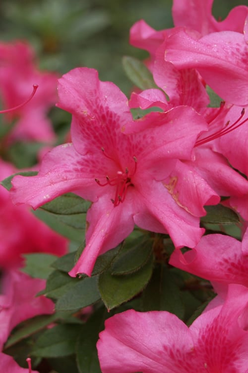  Autumn Sundance Encore Azalea - 3 Gallon Pot