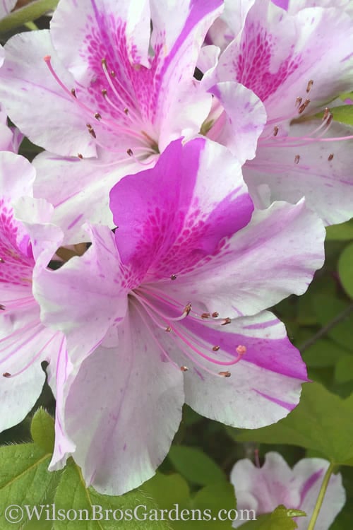  Autumn Twist Encore Azalea - 3 Gallon Pot