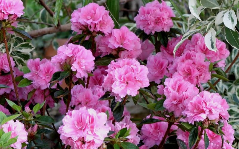  Autumn Carnation Encore Azalea - 7 Gallon Pot