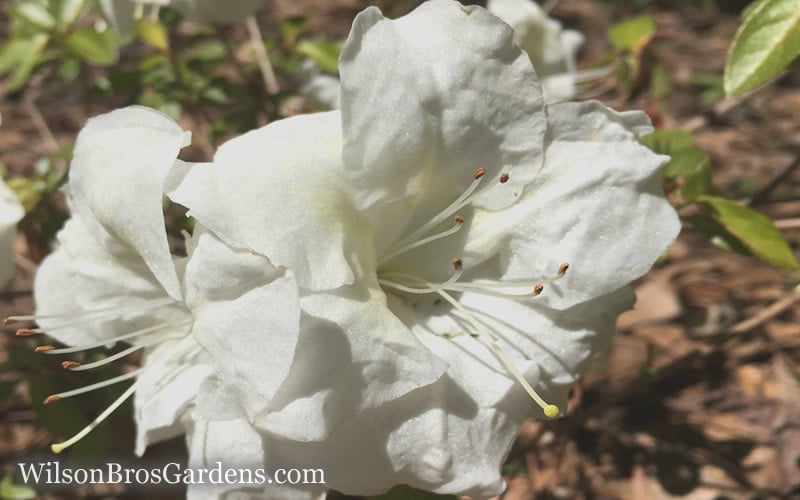  Autumn Moonlight Encore Azalea - 1 Gallon Pot