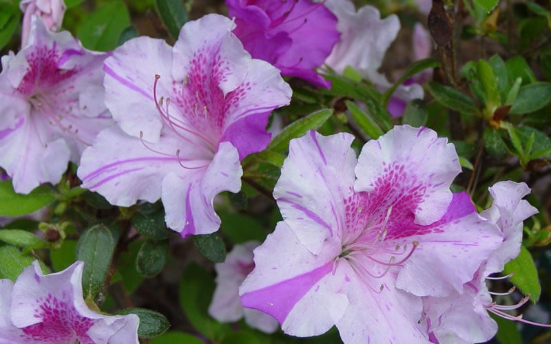  Autumn Twist Encore Azalea - 3 Gallon Pot