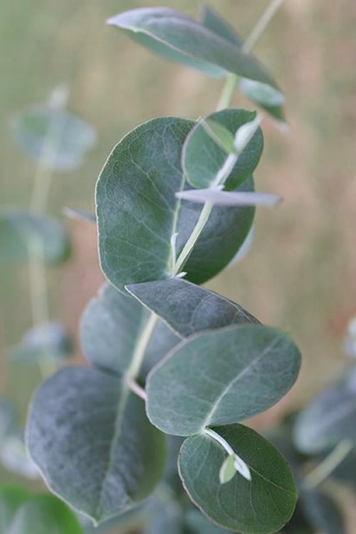  Big O Cold Hardy Eucalyptus Tree (Eucalyptus Neglecta) - 6 Pack Of 1 Gallon Pots