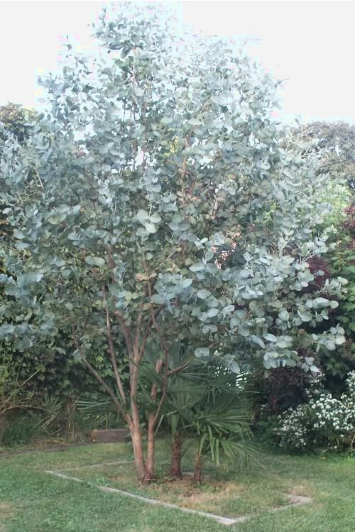  Big O Cold Hardy Eucalyptus Tree (Eucalyptus Neglecta) - 3 Quart Pot