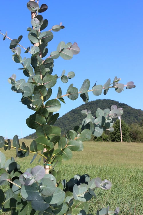  Big O Cold Hardy Eucalyptus Tree (Eucalyptus Neglecta) - 3 Quart Pot