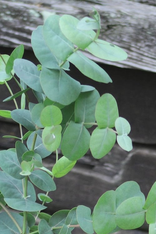  Big O Cold Hardy Eucalyptus Tree (Eucalyptus Neglecta) - 1 Gallon Pot