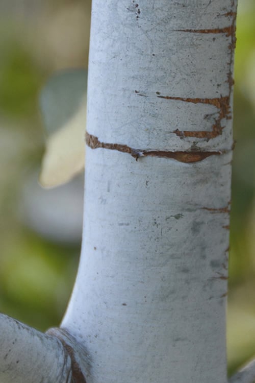  Bluey Cold Hardy Eucalyptus Tree (Eucalyptus Pulverulenta) - 5 Gallon Pot