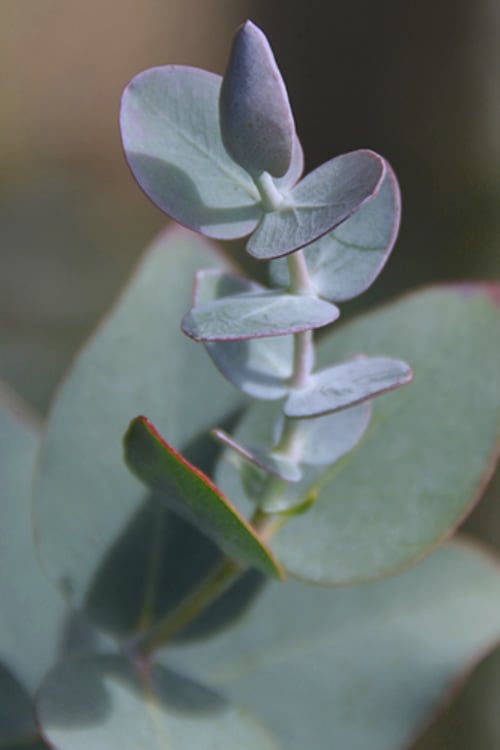 Bluey Cold Hardy Eucalyptus Tree (Eucalyptus Pulverulenta) - 2 Gallon Pot