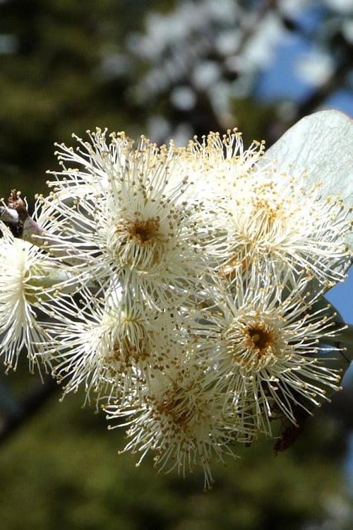  Bluey Cold Hardy Eucalyptus Tree (Eucalyptus Pulverulenta) - Quart Pot