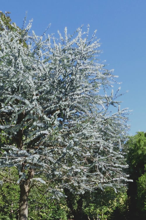  Bluey Cold Hardy Eucalyptus Tree (Eucalyptus Pulverulenta) - 3 Gallon Pot