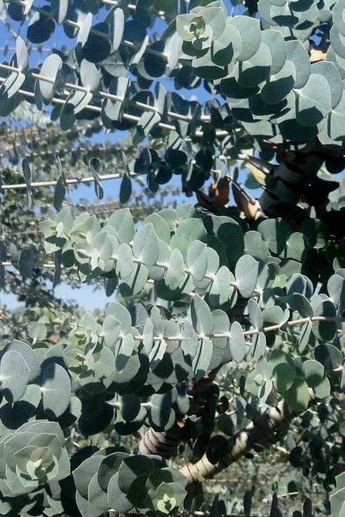  Bluey Cold Hardy Eucalyptus Tree (Eucalyptus Pulverulenta) - 5 Gallon Pot