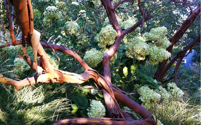  Funky Monkey Cold Hardy Eucalyptus Tree (Eucalyptus Parvula) - 3 Quart Pot