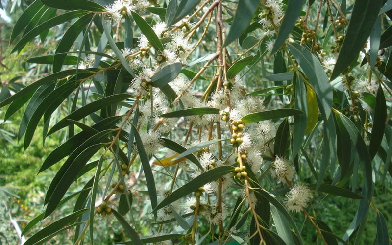  Funky Monkey Cold Hardy Eucalyptus Tree (Eucalyptus Parvula) - 1 Gallon Pot