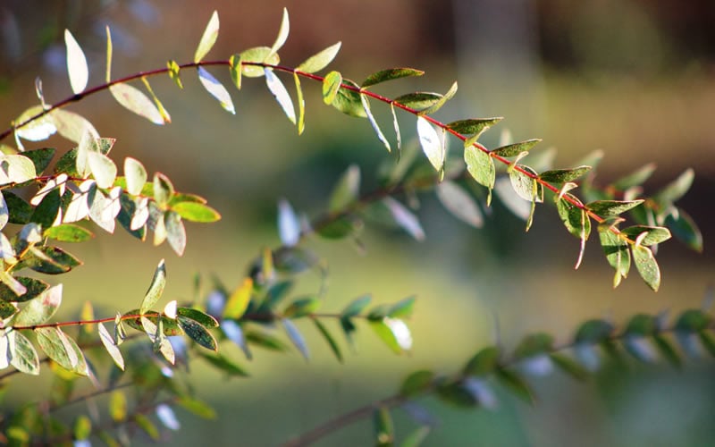  Funky Monkey Cold Hardy Eucalyptus Tree (Eucalyptus Parvula) - 1 Gallon Pot