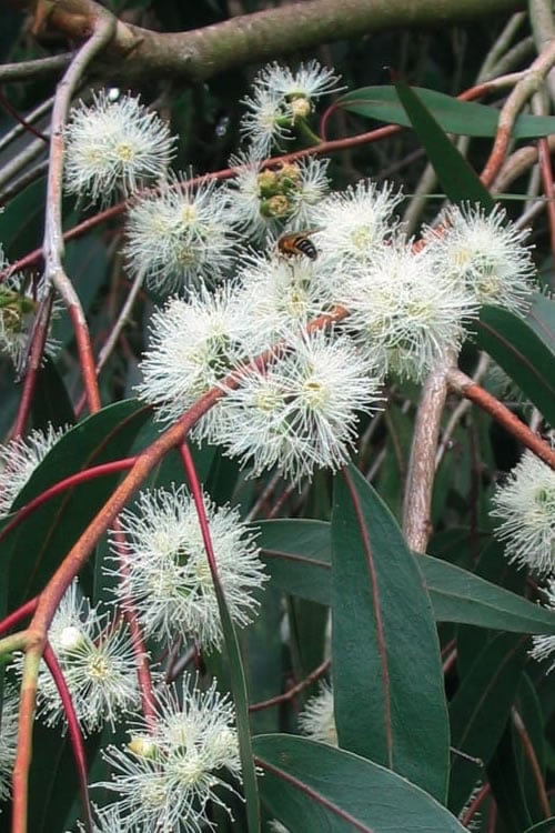  Jersey Girl Cold Hardy Eucalyptus Tree (Eucalyptus Macarthurii) - 6 Pack Of 1 Gallon Pots