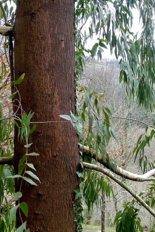  Jersey Girl Cold Hardy Eucalyptus Tree (Eucalyptus Macarthurii) - 3 Gallon Pot