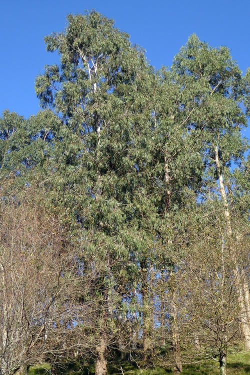  Jersey Girl Cold Hardy Eucalyptus Tree (Eucalyptus Macarthurii) - 3 Gallon Pot