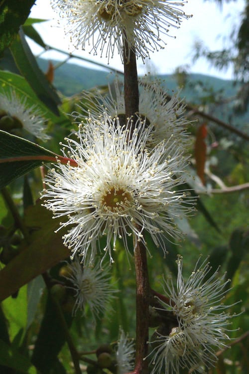  Jersey Girl Cold Hardy Eucalyptus Tree (Eucalyptus Macarthurii) - 3 Gallon Pot