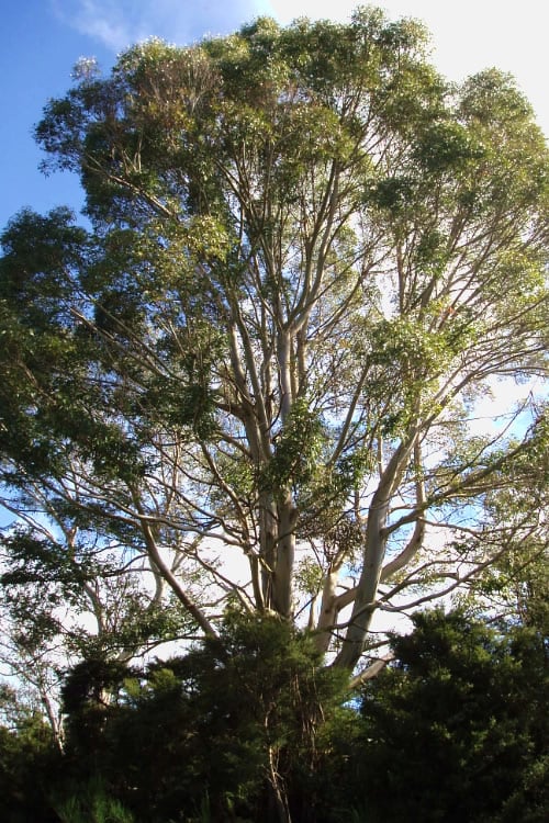  Jersey Girl Cold Hardy Eucalyptus Tree (Eucalyptus Macarthurii) - 6 Pack Of 1 Gallon Pots