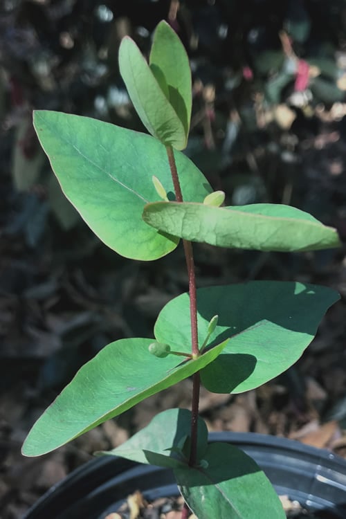  Jersey Girl Cold Hardy Eucalyptus Tree (Eucalyptus Macarthurii) - 6 Pack Of 1 Gallon Pots