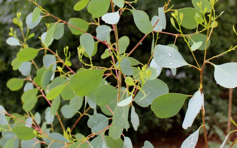  Lucky Country Cold Hardy Eucalyptus Tree (Eucalyptus Camphora) - 3 Gallon Pot