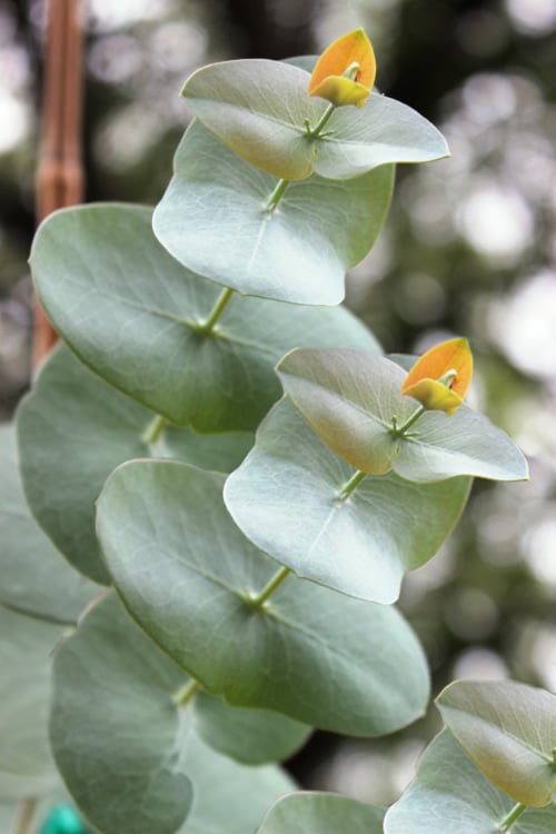  Luna Cold Hardy Eucalyptus Tree (Eucalyptus Perriniana) - Quart Pot