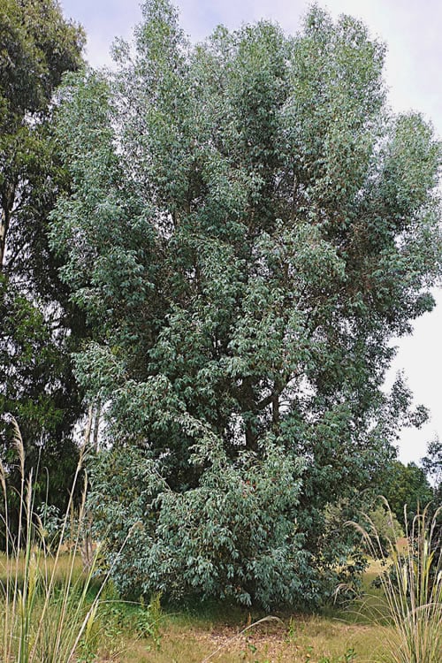  Luna Cold Hardy Eucalyptus Tree (Eucalyptus Perriniana) - Quart Pot