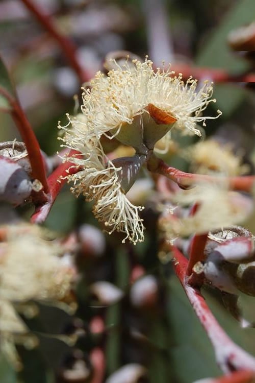  Luna Cold Hardy Eucalyptus Tree (Eucalyptus Perriniana) - Quart Pot