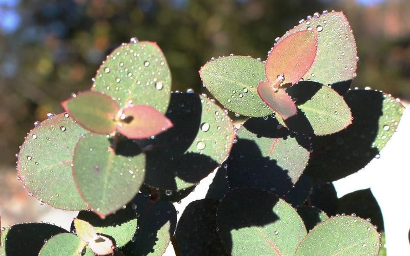  Maggie Cold Hardy Eucalyptus Tree (Eucalyptus Nova Anglica) - 1 Gallon Pot