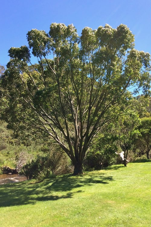  Sheila Cold Hardy Eucalyptus Tree (Eucalyptus Stellulata) - 3 Gallon Pot