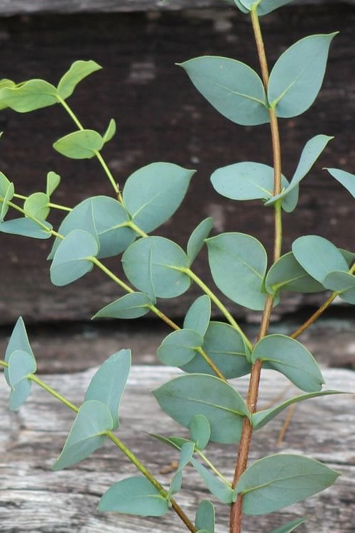  Sheila Cold Hardy Eucalyptus Tree (Eucalyptus Stellulata) - 3 Gallon Pot