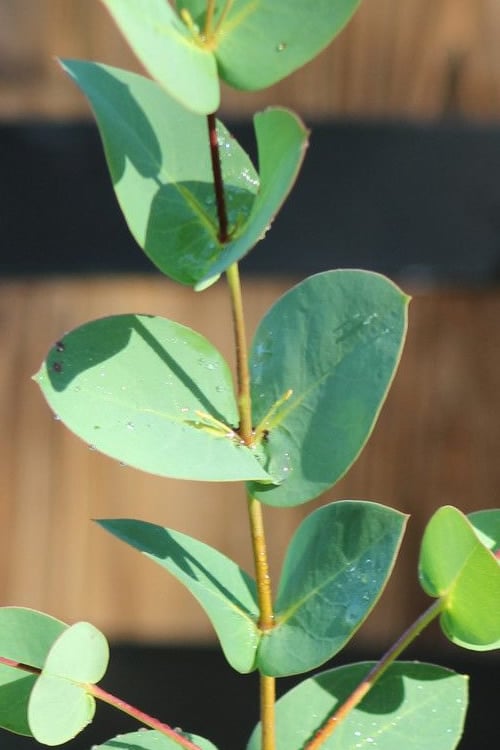  Sheila Cold Hardy Eucalyptus Tree (Eucalyptus Stellulata) - 6 Pack Of 1 Gallon Pots