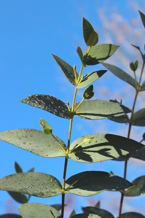  Sheila Cold Hardy Eucalyptus Tree (Eucalyptus Stellulata) - 3 Gallon Pot