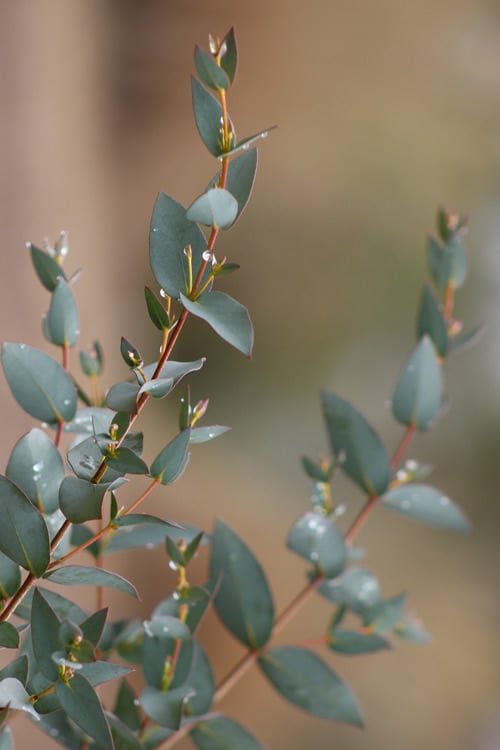  Sheila Cold Hardy Eucalyptus Tree (Eucalyptus Stellulata) - 3 Gallon Pot