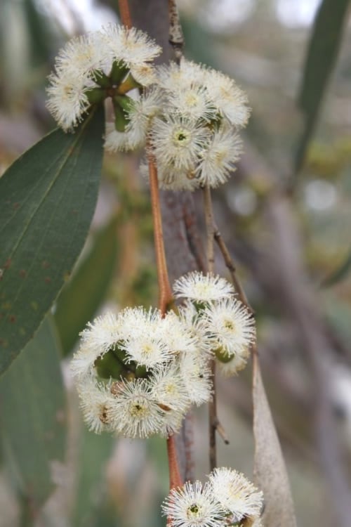  Sheila Cold Hardy Eucalyptus Tree (Eucalyptus Stellulata) - 1 Gallon Pot