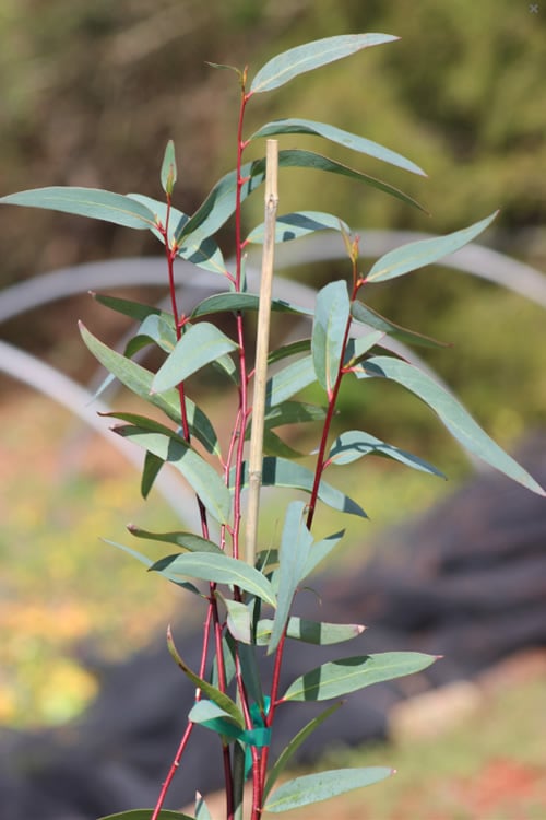 Snow Day Cold Hardy Eucalyptus Tree (Eucalyptus Gregsoniana) - 1 Gallon Pot