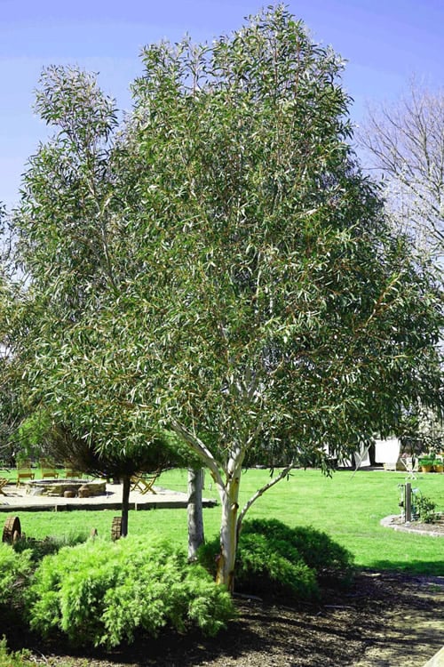  Snow Day Cold Hardy Eucalyptus Tree (Eucalyptus Gregsoniana) - 3 Quart Pot