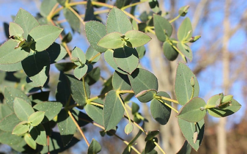  Cab Sav Cold Hardy Eucalyptus Tree (Eucalyptus Rubida) - 3 Gallon Pot