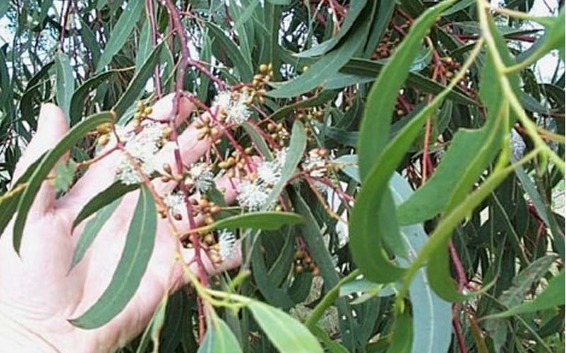  Grace Cold Hardy Eucalyptus Tree (Eucalyptus Elliptica) - 3 Quart Pot