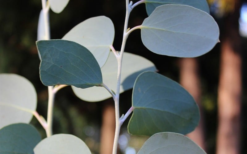  Mappa Tassie Cold Hardy Eucalyptus Tree (Eucalyptus Pauciflora) - 1 Gallon Pot