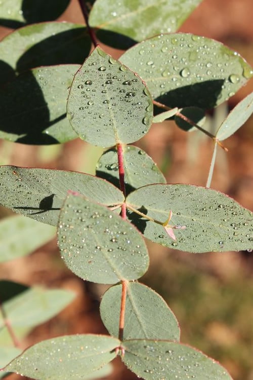  Cab Sav Cold Hardy Eucalyptus Tree (Eucalyptus Rubida) - 1 Gallon Pot