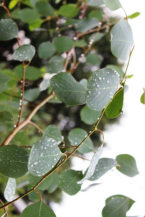 Lucky Country Cold Hardy Eucalyptus Tree (Eucalyptus Camphora) - 3 Gallon Pot