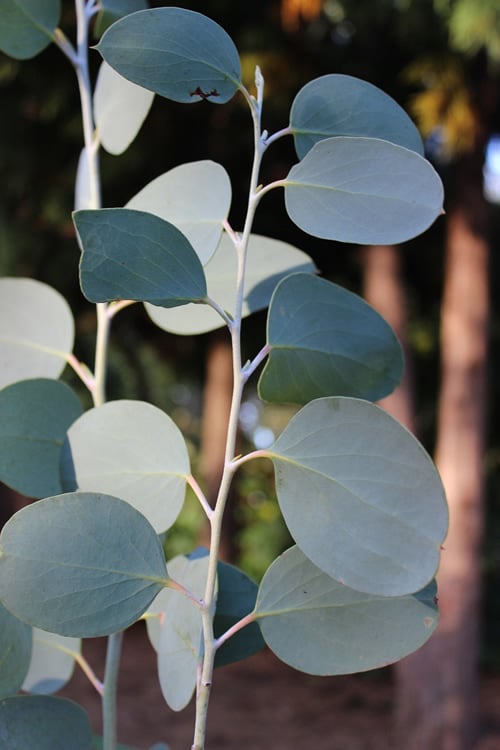  Mappa Tassie Cold Hardy Eucalyptus Tree (Eucalyptus Pauciflora) - 1 Gallon Pot