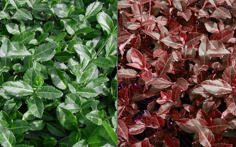  Purple Wintercreeper - Euonymus Fortunei Coloratus - 18 Count Flat Of Pint Pots