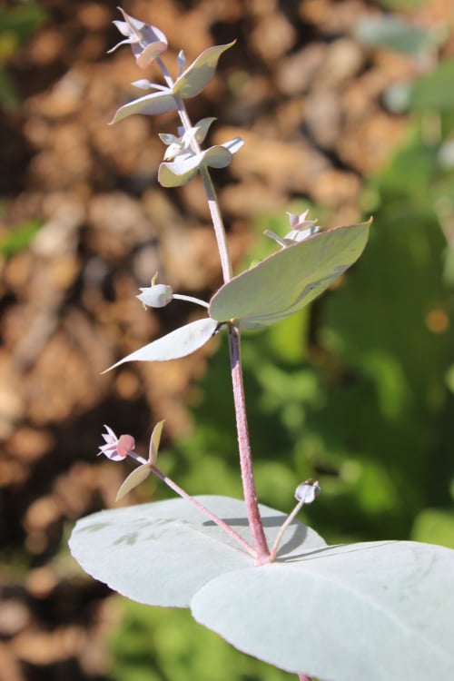  Maggie Cold Hardy Eucalyptus Tree (Eucalyptus Nova Anglica) - 3 Gallon Pot