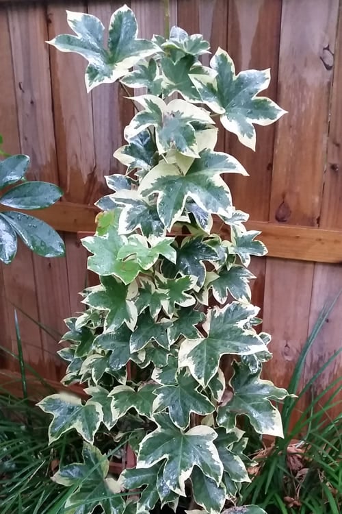  Angyo Star Fatshedera - 3 Gallon Pot