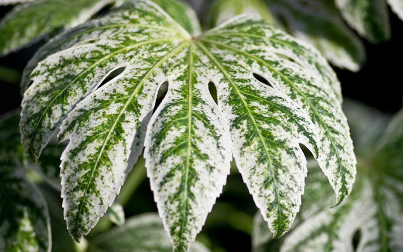  Spider's Web Fatsia - Japanese Aralia Paper Plant - 2 Gallon Pot