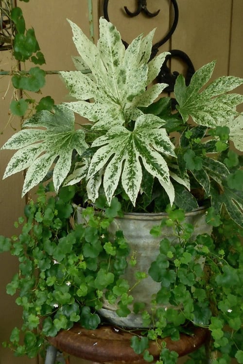  Spider's Web Fatsia - Japanese Aralia Paper Plant - 2 Gallon Pot