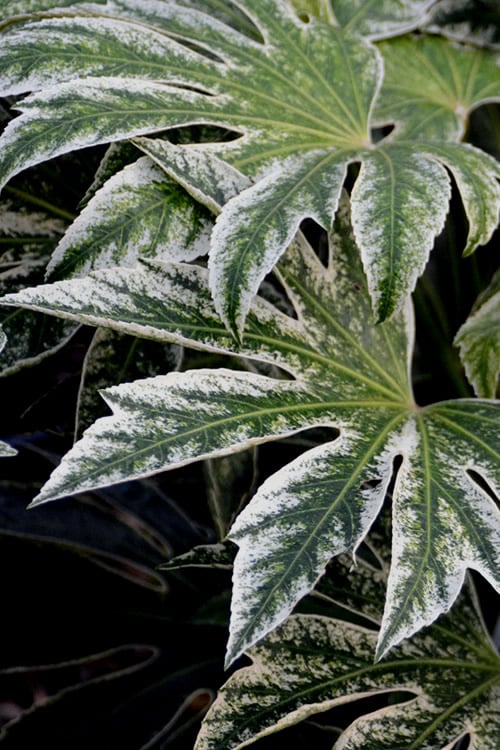  Spider's Web Fatsia - Japanese Aralia Paper Plant - 2 Gallon Pot