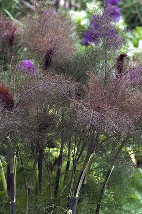  Bronze Fennel (Foeniculum Vulgare 'Purpureum') - 1 Gallon Pot