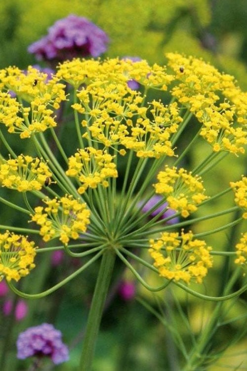  Bronze Fennel (Foeniculum Vulgare 'Purpureum') - 1 Gallon Pot
